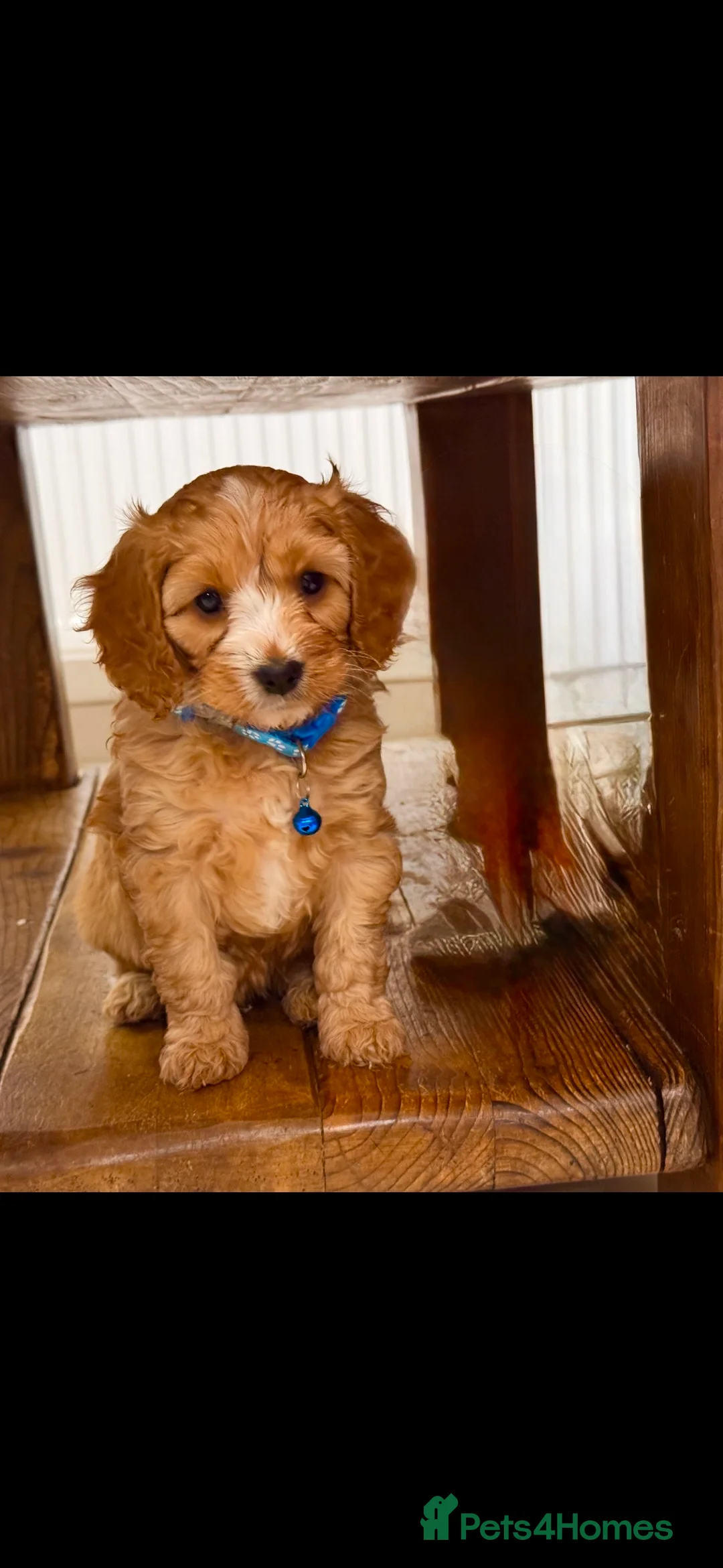 Cavapoo dogs for sale: Cavapoo Puppies (F1) -Perfect Family Companions - Advert 5