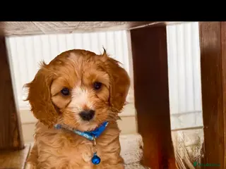 Cavapoo dogs Cavapoo Puppies-Perfect Family Companions - Advert 14