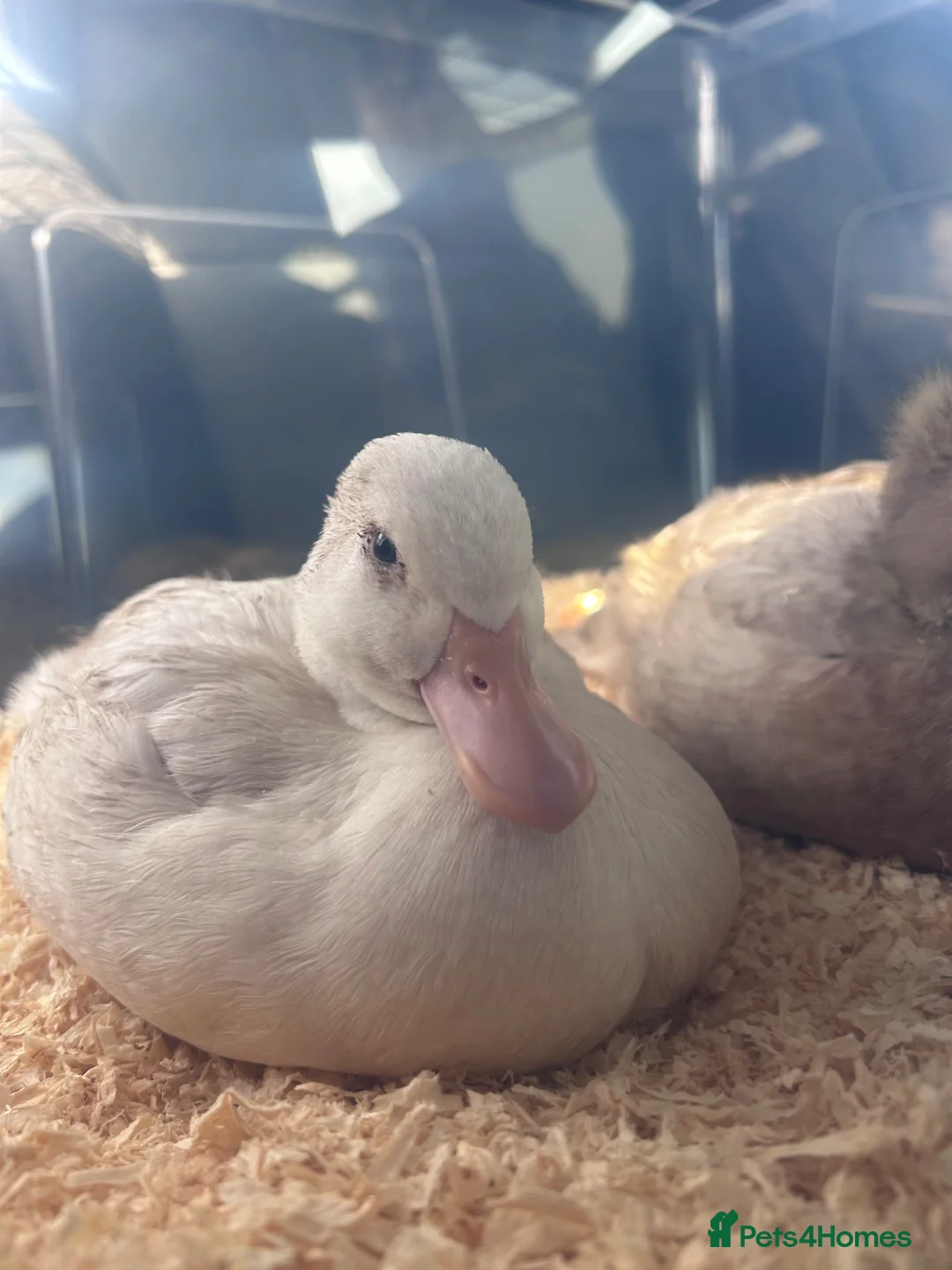 Ducks poultry for sale: Mixed 7week old ducks  - Advert 1