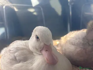 Ducks poultry Mixed 7week old ducks - Advert 1