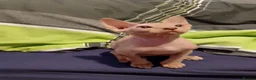 Sphynx cats for sale: 5 Canadian Sphynx kittens for sale - Advert 11