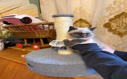 Exotic cats for sale: Exotic  - Advert 1