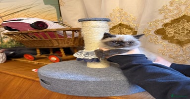 Exotic cats Exotic  - Advert 16