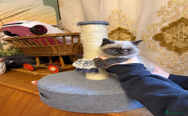 Exotic cats Exotic  - Advert 2