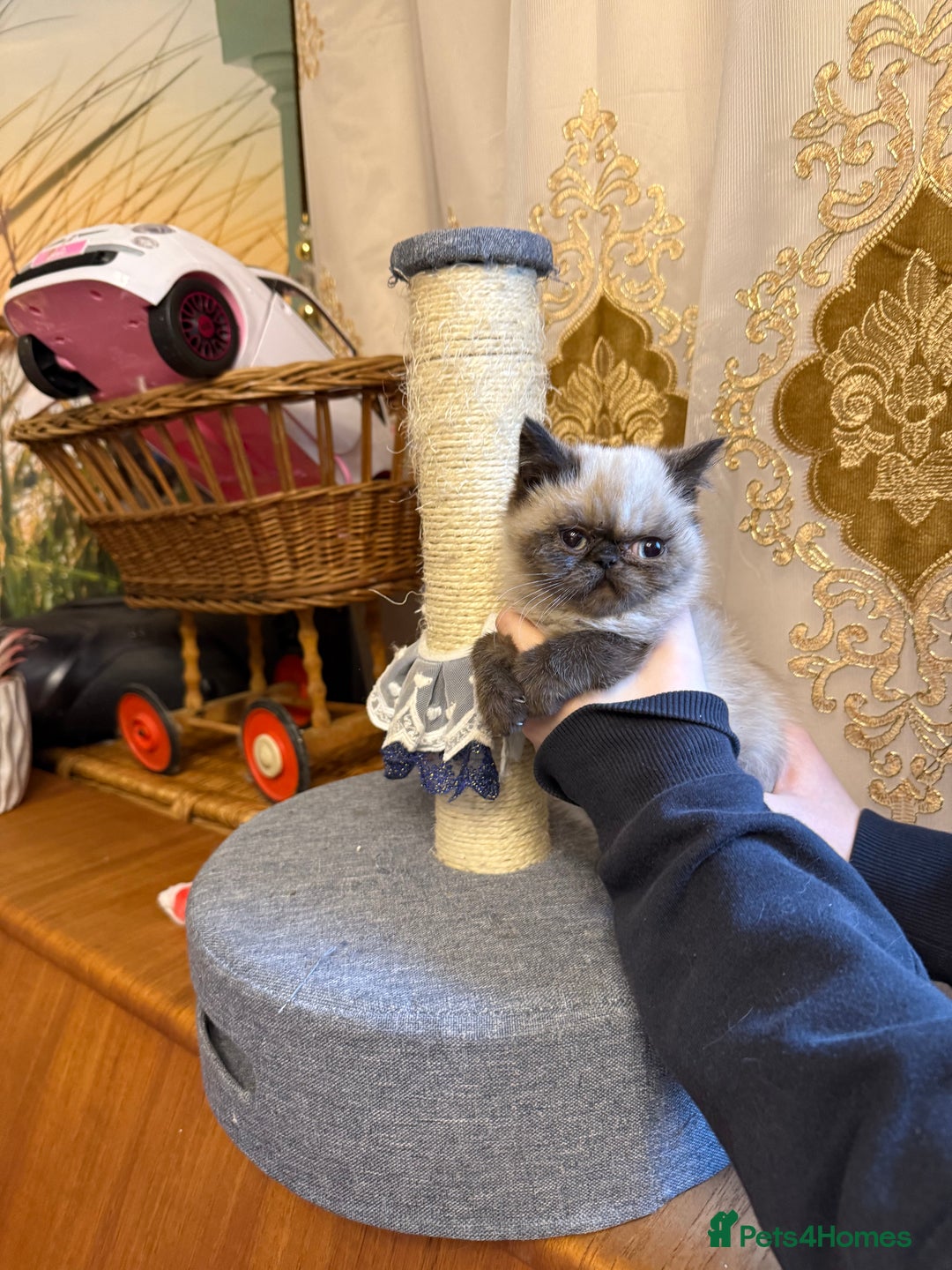 Exotic cats for sale: Exotic  - Advert 1