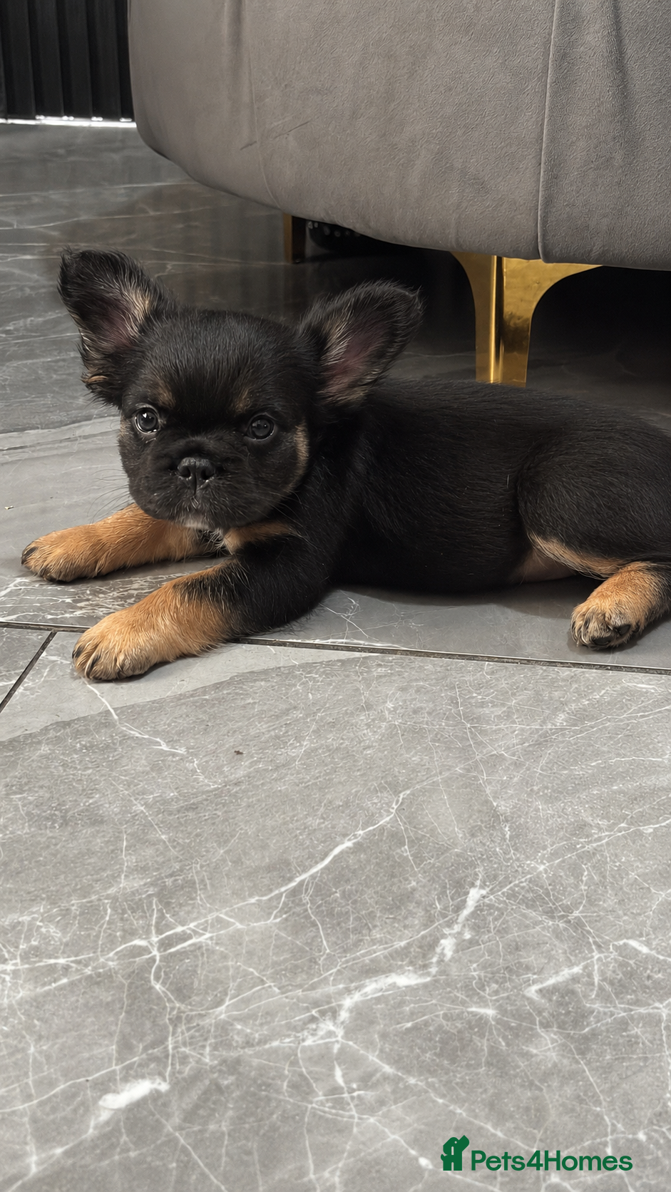 French Bulldog dogs Beautiful fluffy French bulldog  - Advert 2