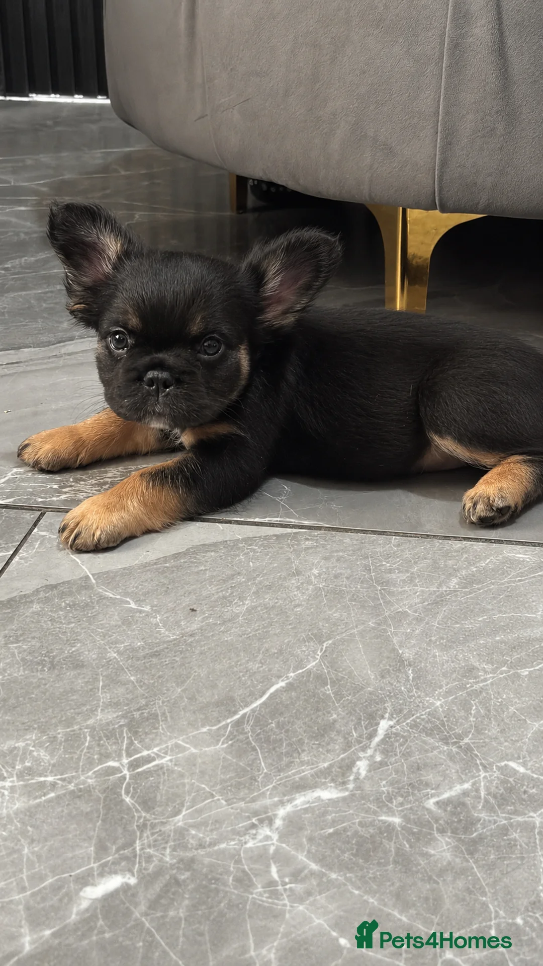 French Bulldog dogs for sale: Beautiful fluffy French bulldog  - Advert 1