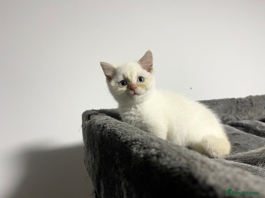 British Shorthair cats for sale: White british shorthair GIRL with blue eyes - Advert 2