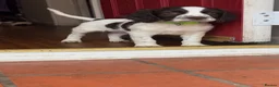 English Springer Spaniel dogs for sale: English Springer Spaniel  - Advert 2