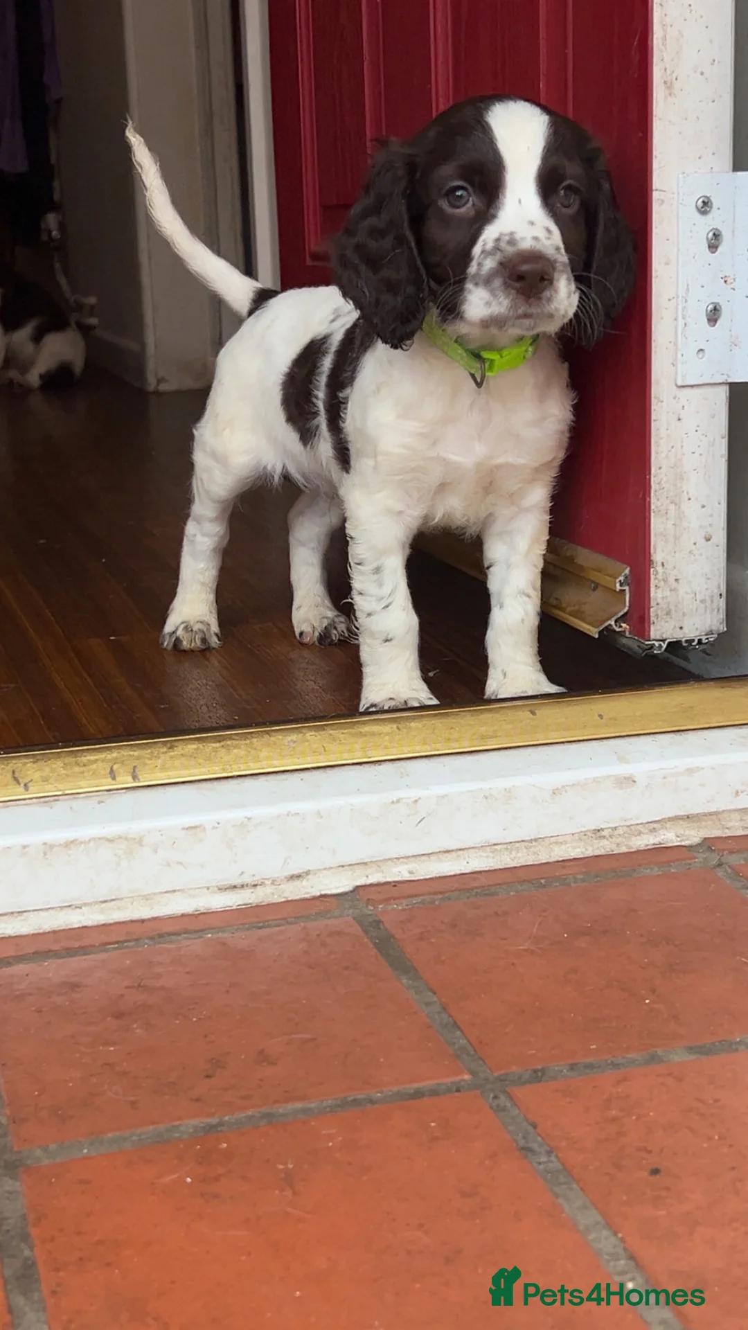 English Springer Spaniel dogs for sale: English Springer Spaniel  - Advert 2
