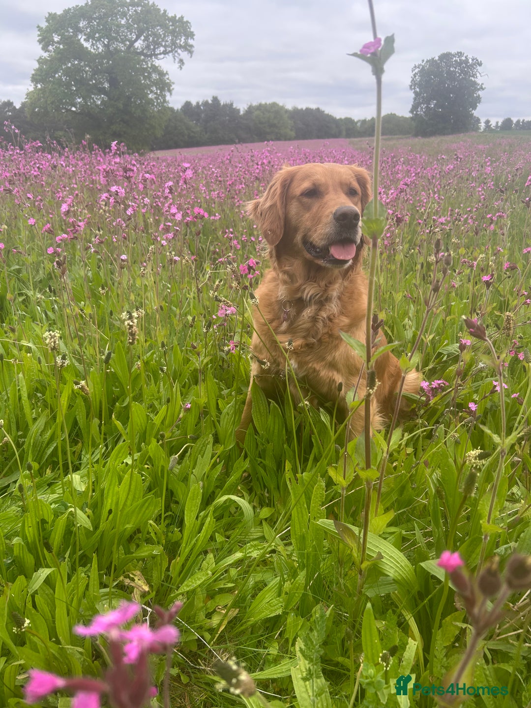 Golden Retriever dogs for sale: Lovely Litter 🐶 KC registered🐶health tested  - Advert 14