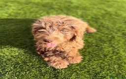 Cockapoo dogs for sale: Adorable f1 Cockapoo puppies 🐶  READY TO GO! in Stourport-on-Severn - Image 17