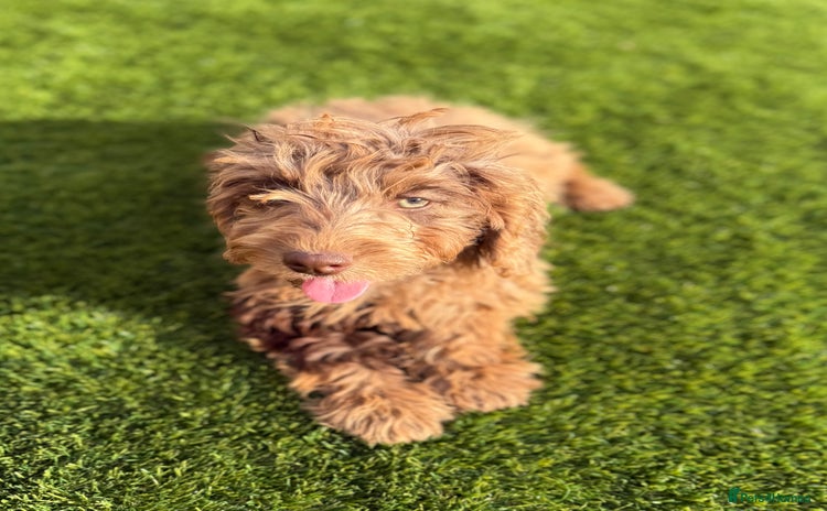 Cockapoo dogs in Stourport-on-Severn - Advert 3