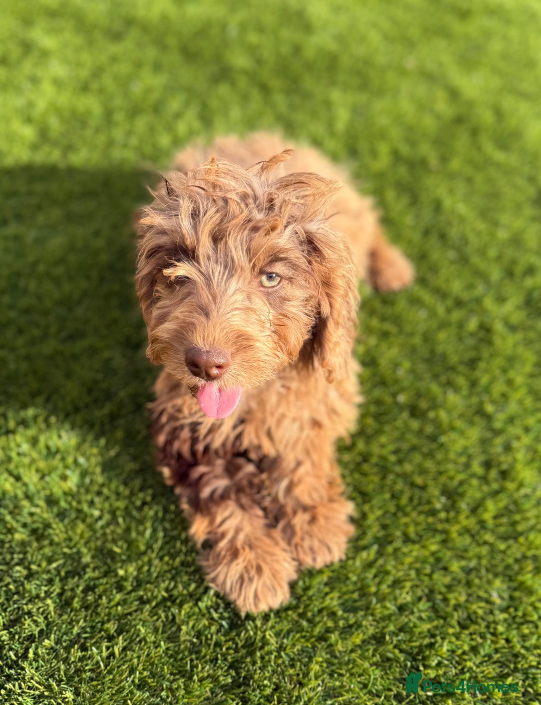 Cockapoo dogs for sale: Adorable f1 Cockapoo puppies 🐶  READY TO GO! in Stourport-on-Severn - Image 17