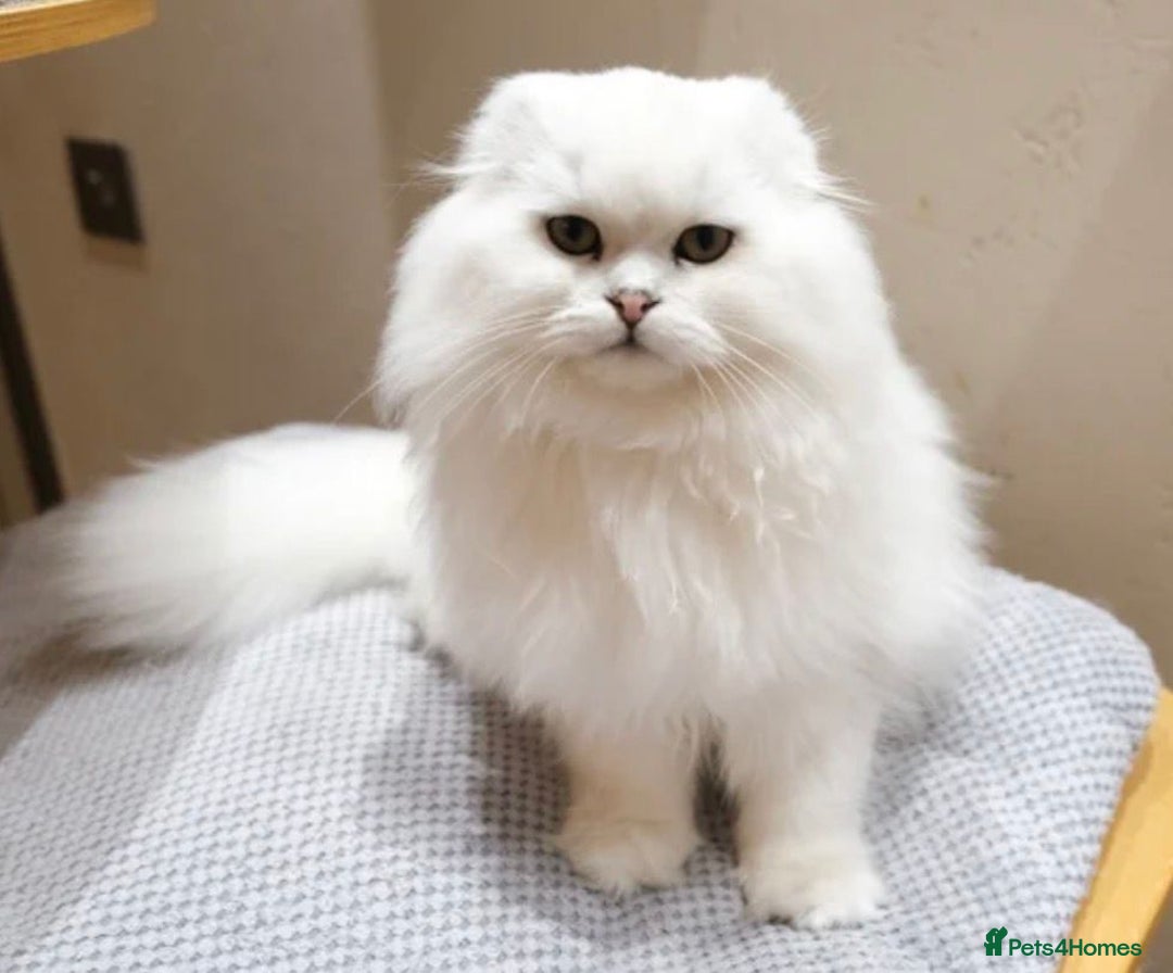 Scottish Fold cats for sale: Beautiful Scottish Fold Male Kittens  - Advert 2