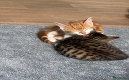 Mixed Breed cats for sale: 2 male cats  - Image 6