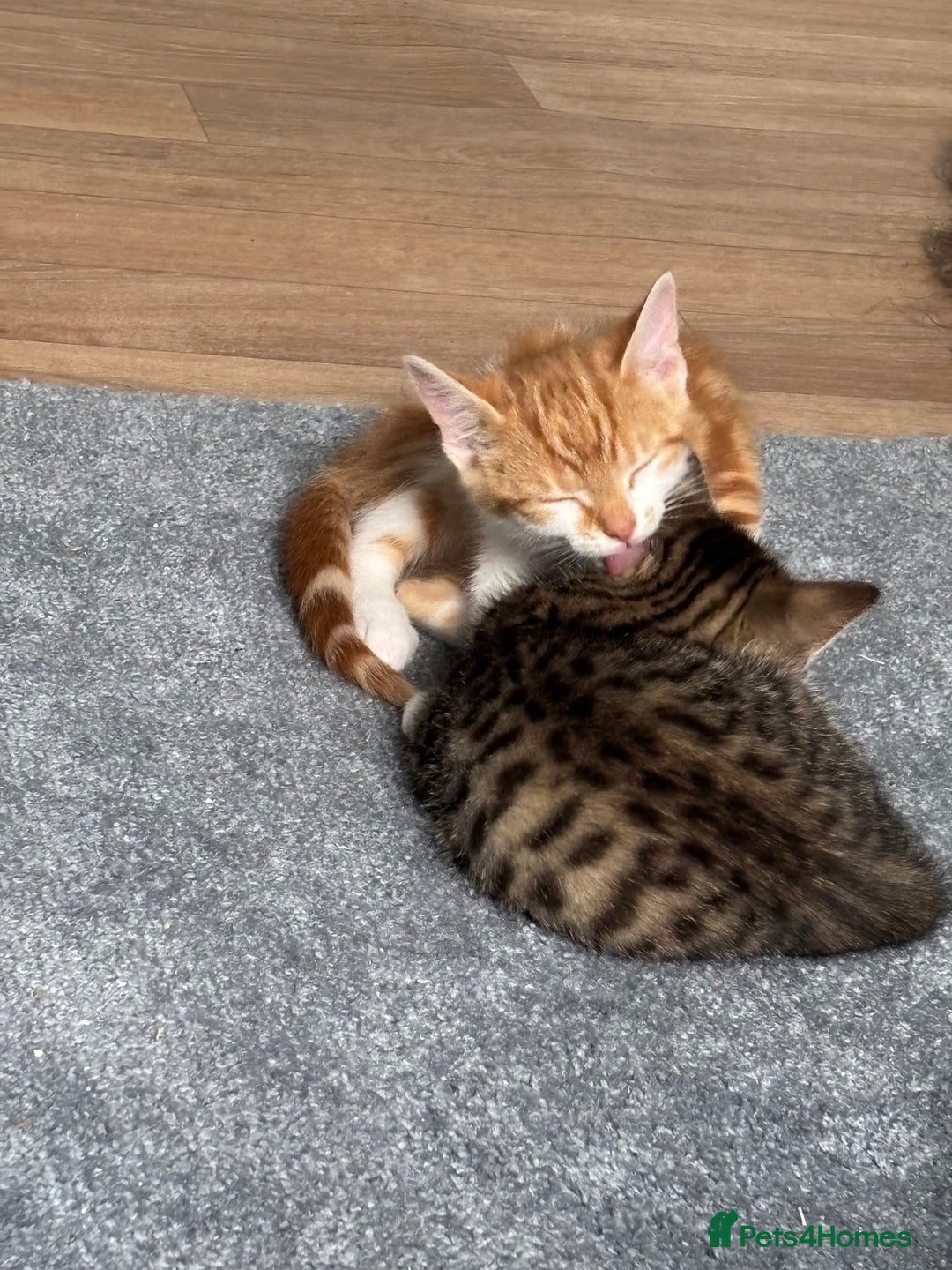 Mixed Breed cats for sale: 2 male cats  - Image 6
