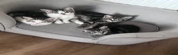 Mixed Breed cats for sale: Kittens  - Advert 7