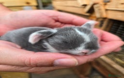 Mini Lop rabbits for sale: Stunning selection of mini lops ready for securing - Image 3
