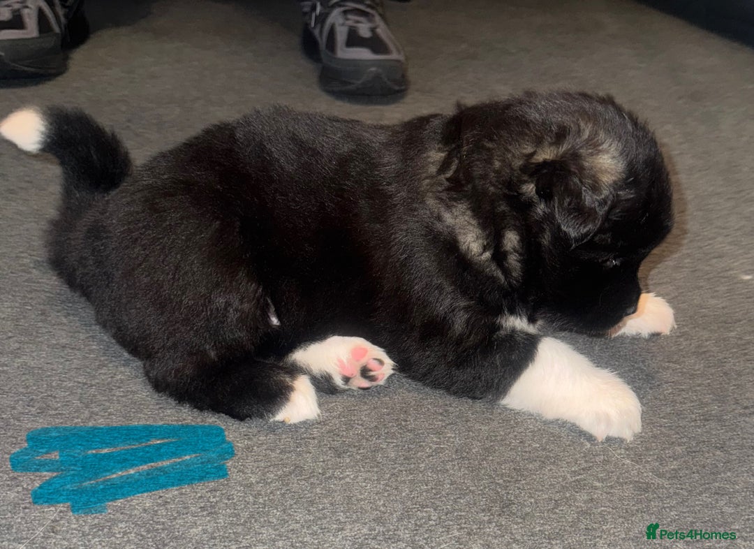 Akita dogs for sale: Akita puppies for sale  - Advert 24