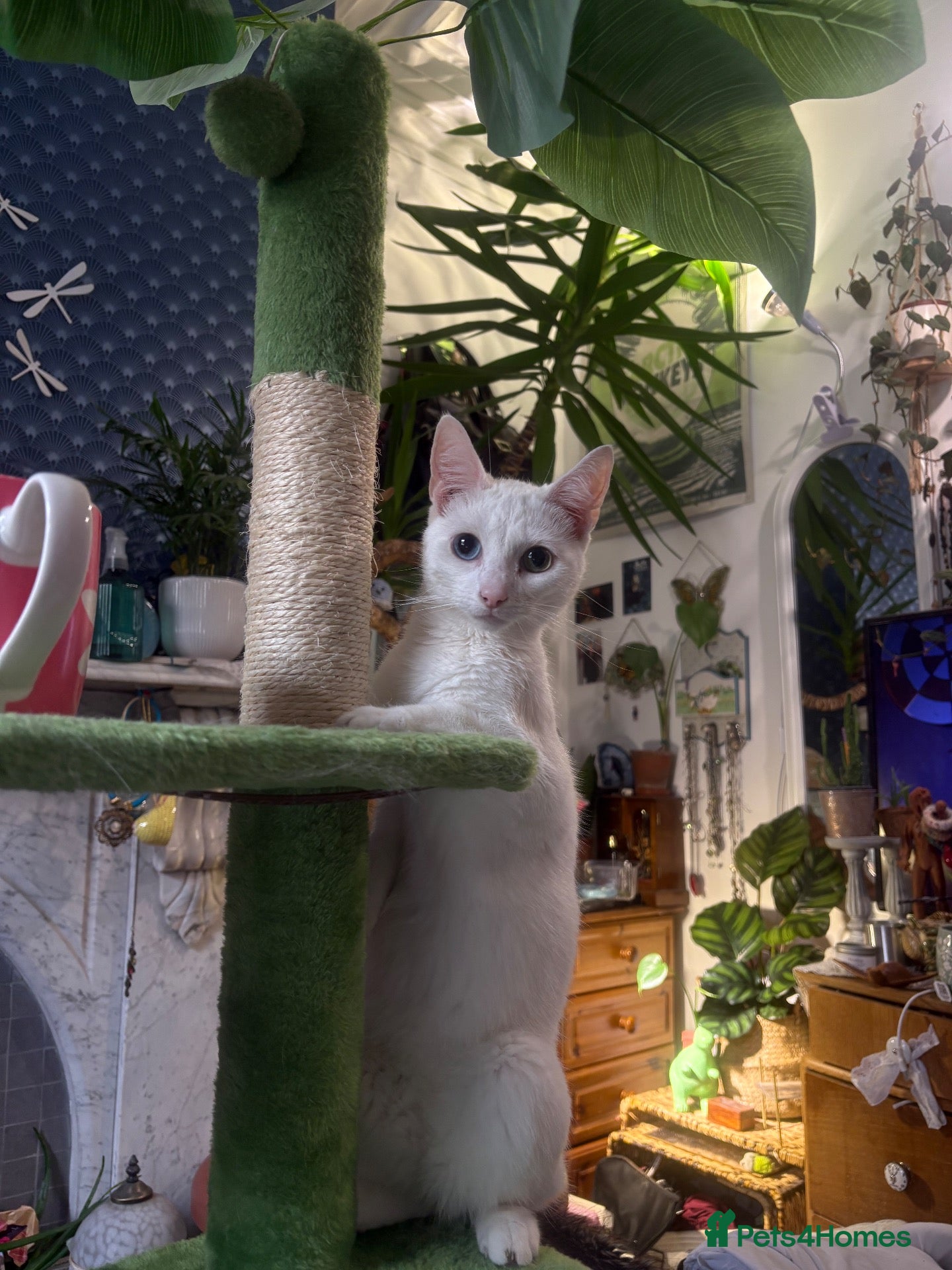 Khao Manee cats Rehome for my girl, not sale. - Advert 2
