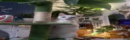 Khao Manee cats for sale: Rehome for my girl, not sale. - Advert 1