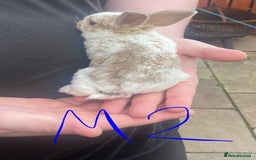 French Lop rabbits for sale: Baby lops in Hexham - Image 11