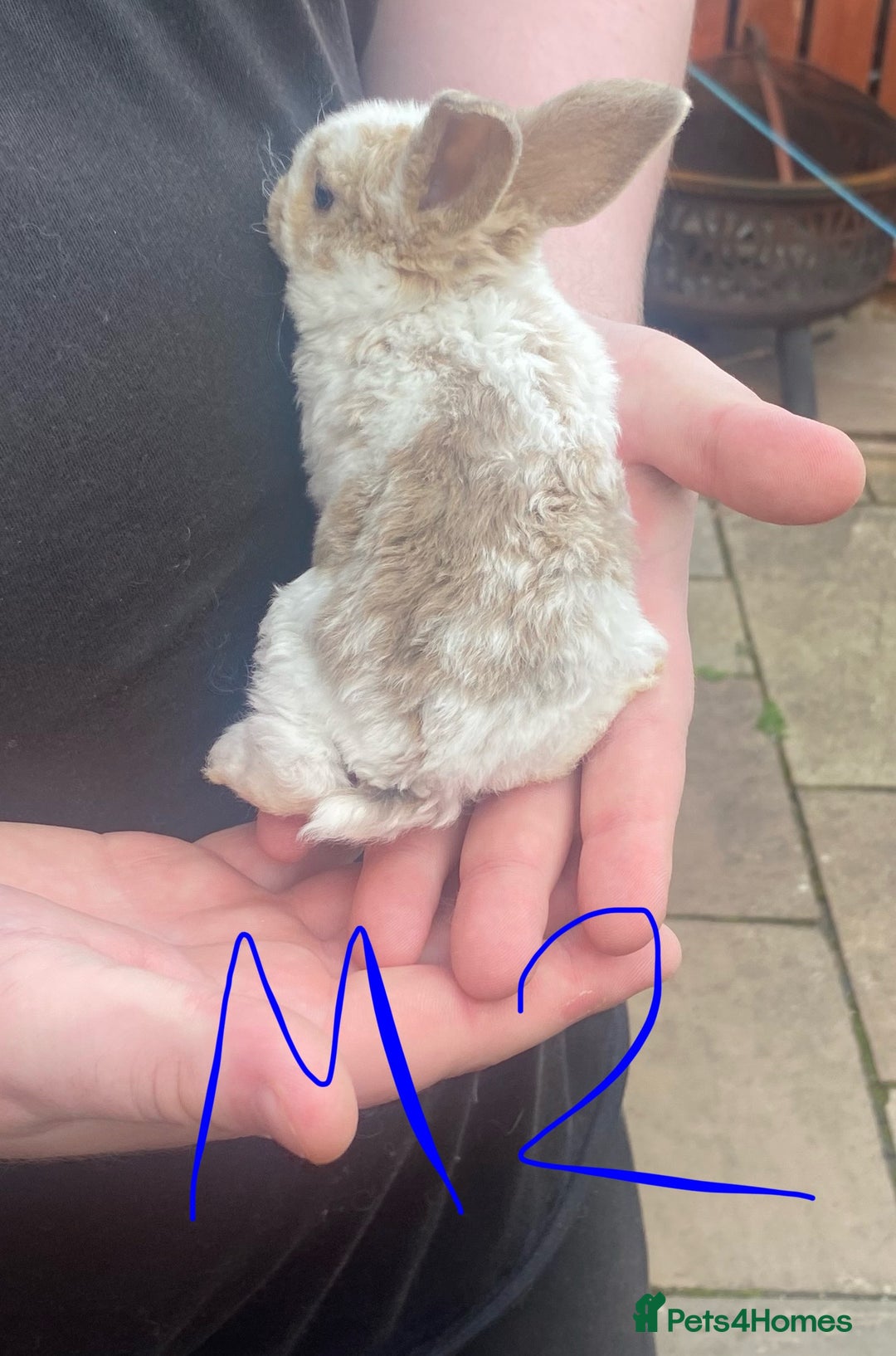 French Lop rabbits for sale: Baby lops in Hexham - Image 11