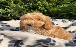 Cockapoo dogs for sale: 5 lovely f1 cockapoos  - Image 8