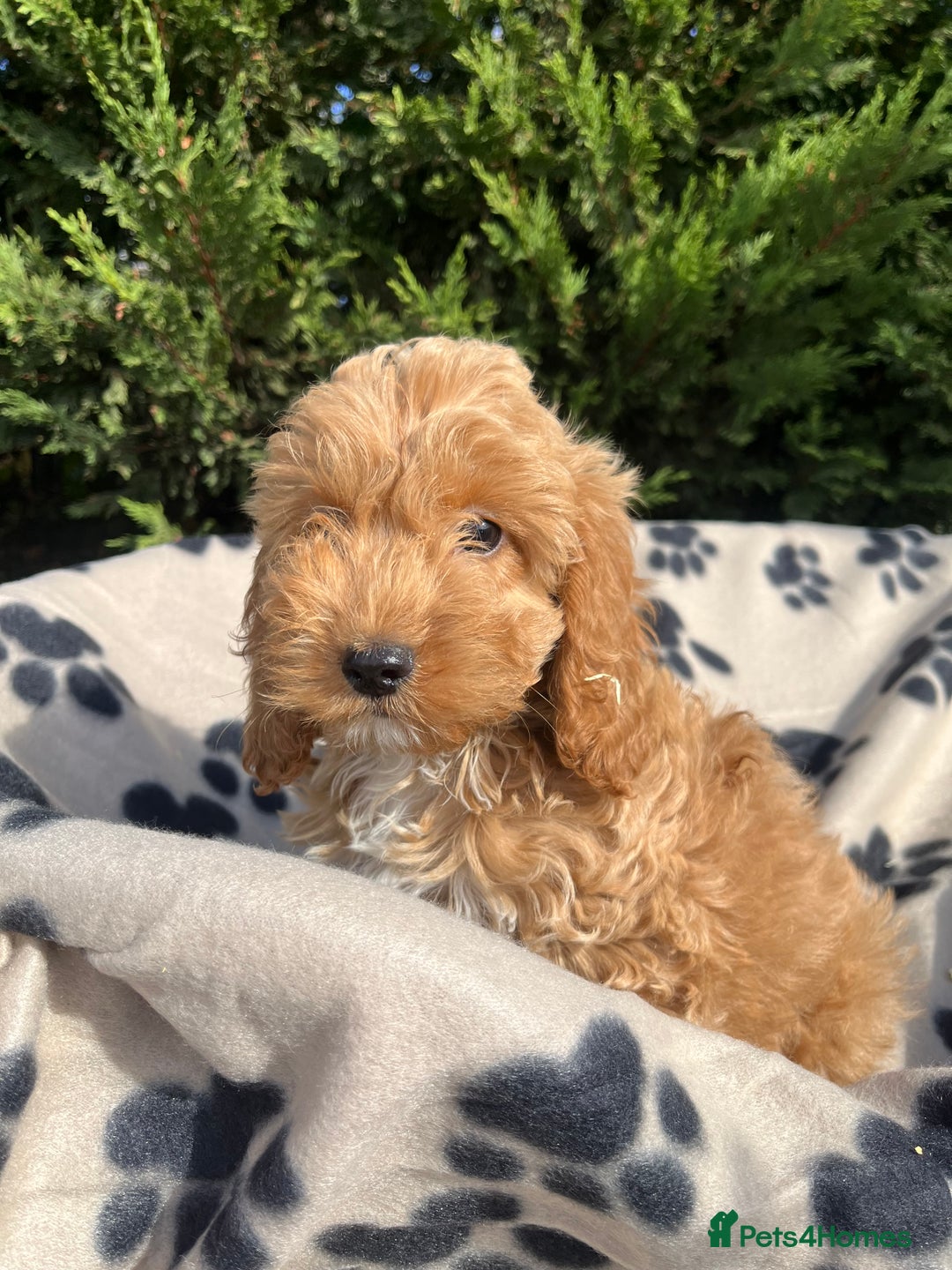 Cockapoo dogs for sale: 5 lovely f1 cockapoos  - Image 8