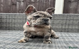 French Bulldog dogs for sale: French Bulldog Puppies with 3 Vaccines Included in Walton-on-Thames - Image 18