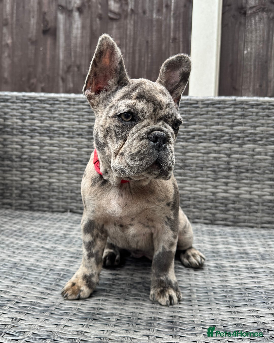French Bulldog dogs for sale: French Bulldog Puppies with 3 Vaccines Included in Walton-on-Thames - Image 18