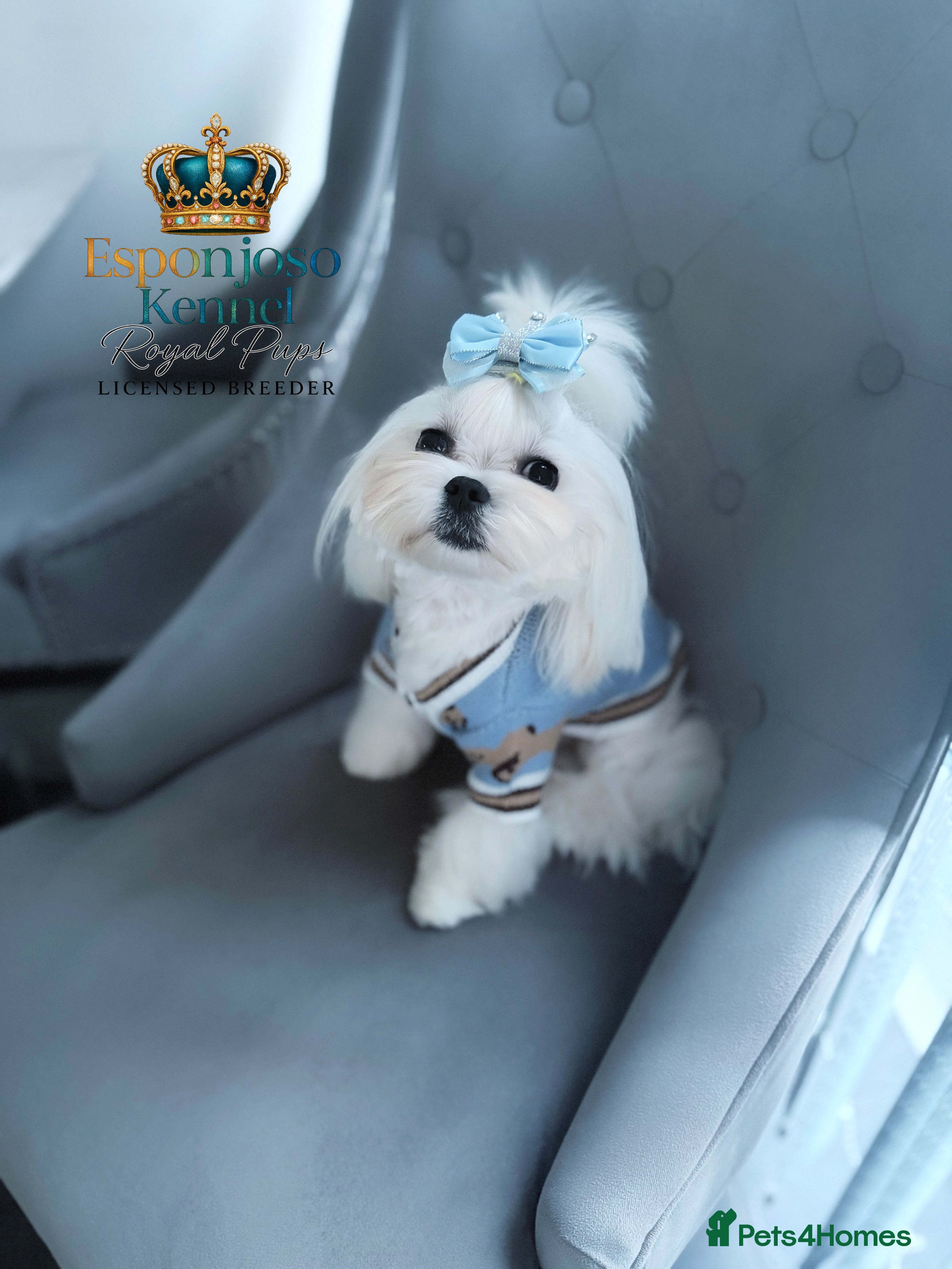 Maltese dogs 👑Exquisite KC Korean Maltese Stud DNA Clear👑 - Advert 1