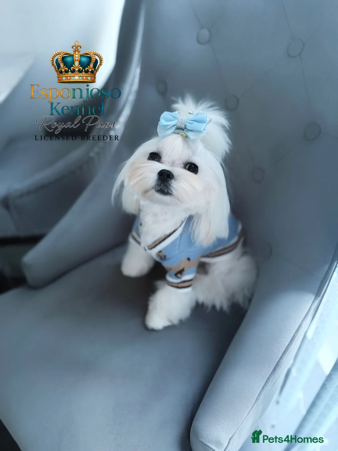 Maltese dogs for stud: 👑Exquisite KC Korean Maltese Stud DNA Clear👑 - Advert 4