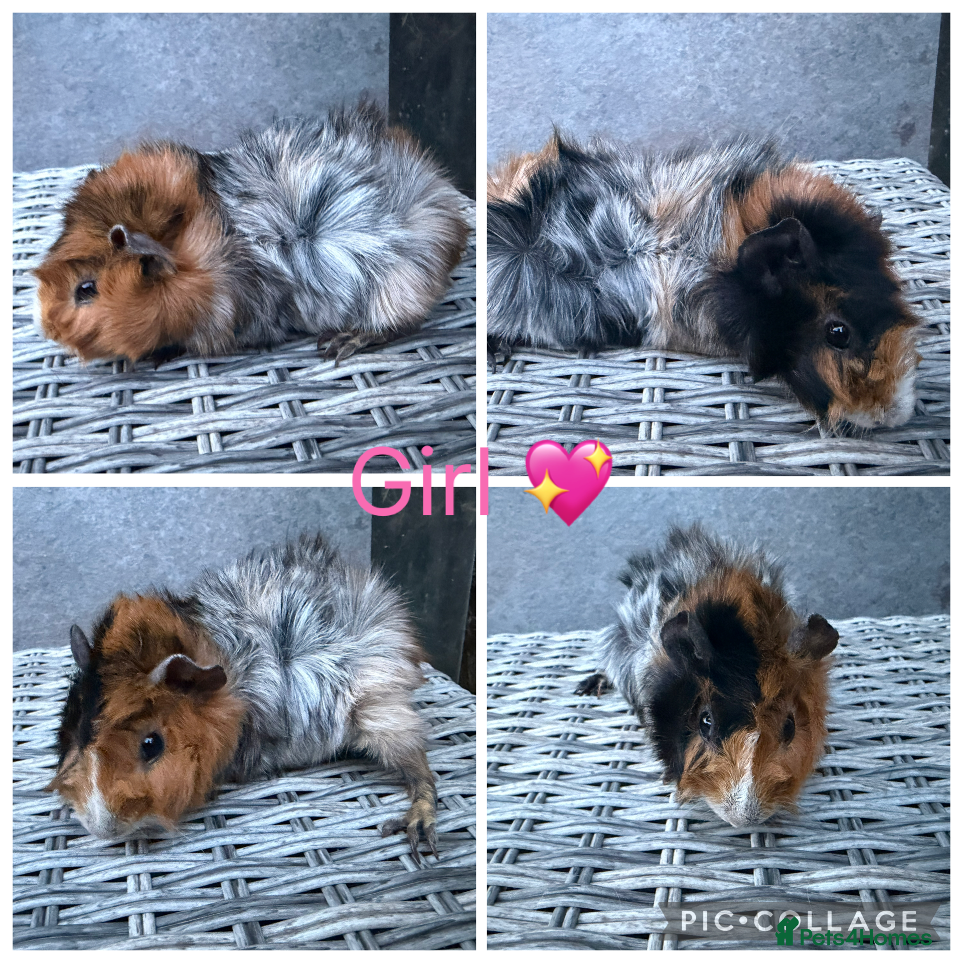 Guinea Pig rodents 11 Male 10 Female Guinea pigs(Funky,smooth,Abby) - Advert 1