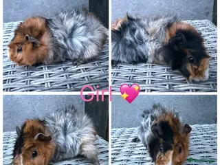 Guinea Pig rodents 11 Male 10 Female Guinea pigs(Funky,smooth,Abby) - Advert 1