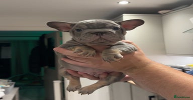 French Bulldog dogs - Advert 2