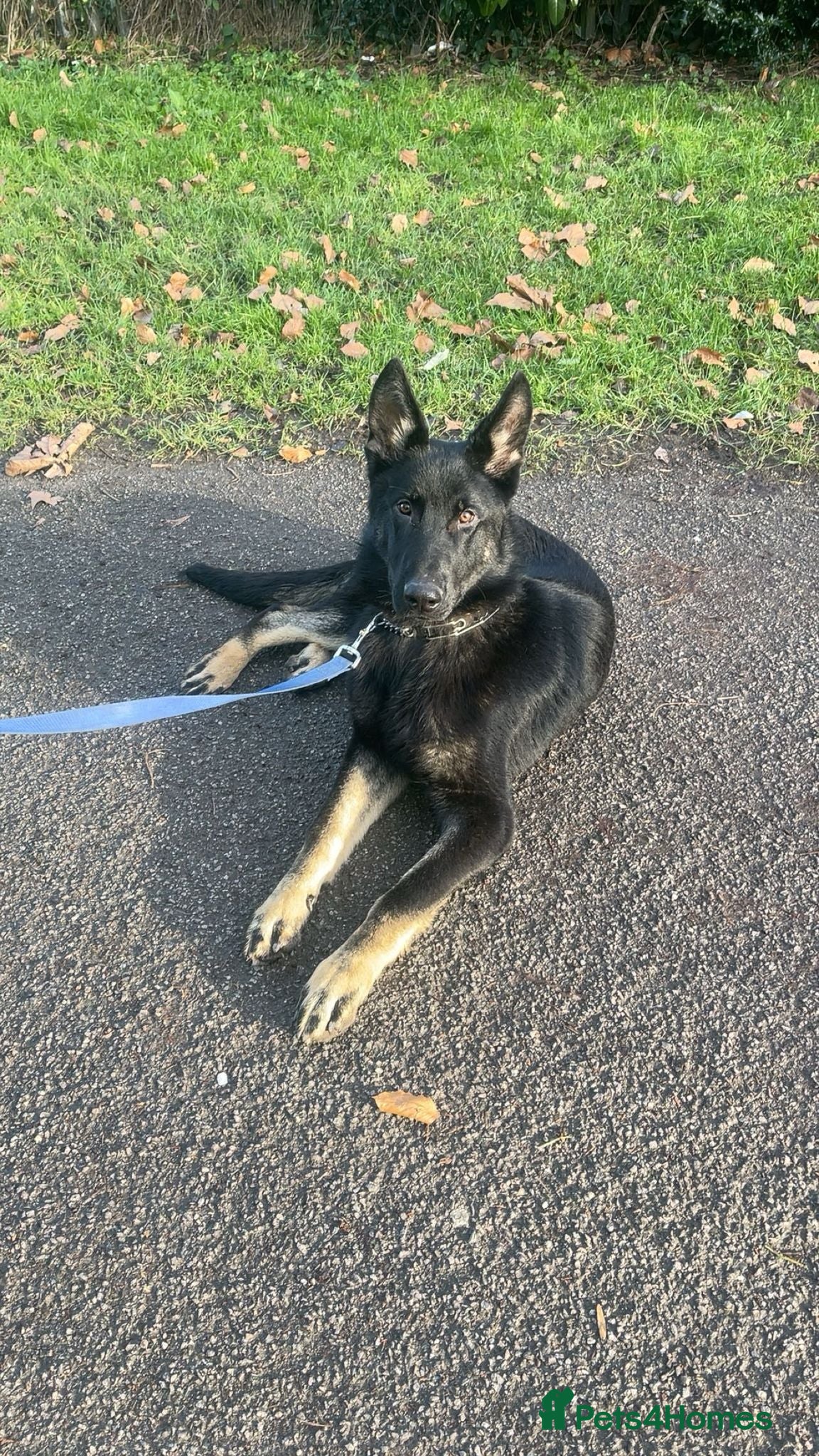 German Shepherd dogs German Shepherd dog for sale - Advert 1