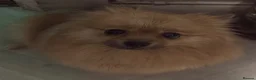 Pomeranian dogs for sale: Pomeranian puppies  - Advert 3