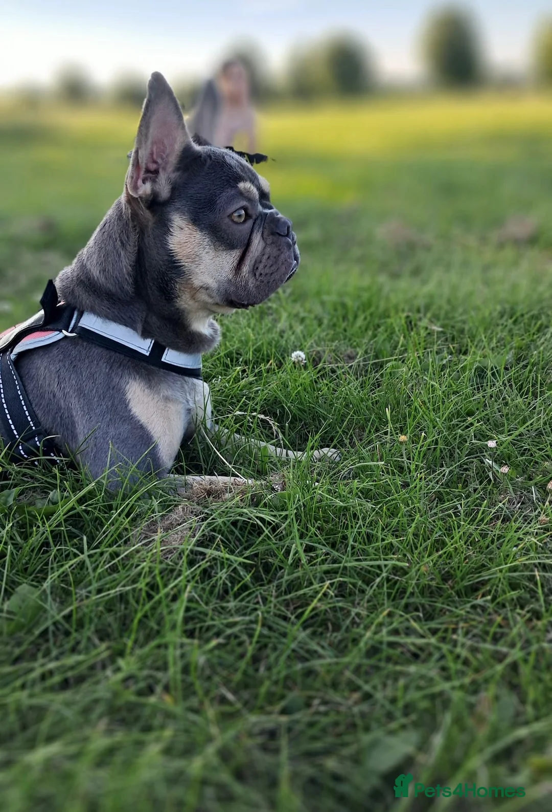 French Bulldog dogs for sale: French bulldog  - Advert 2