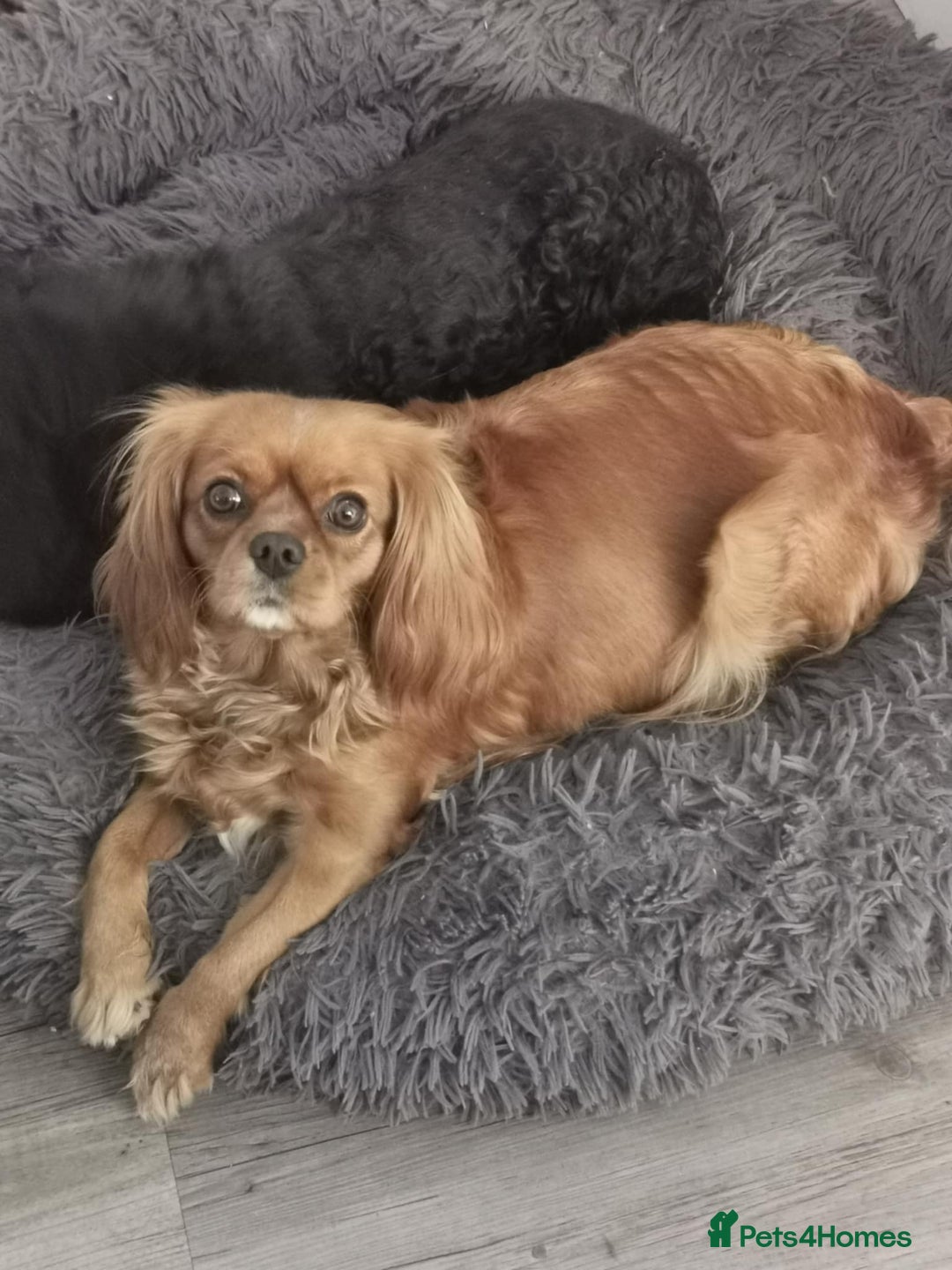 Cavalier King Charles Spaniel dogs for sale: Cavalier King Charles spaniels  - Image 9