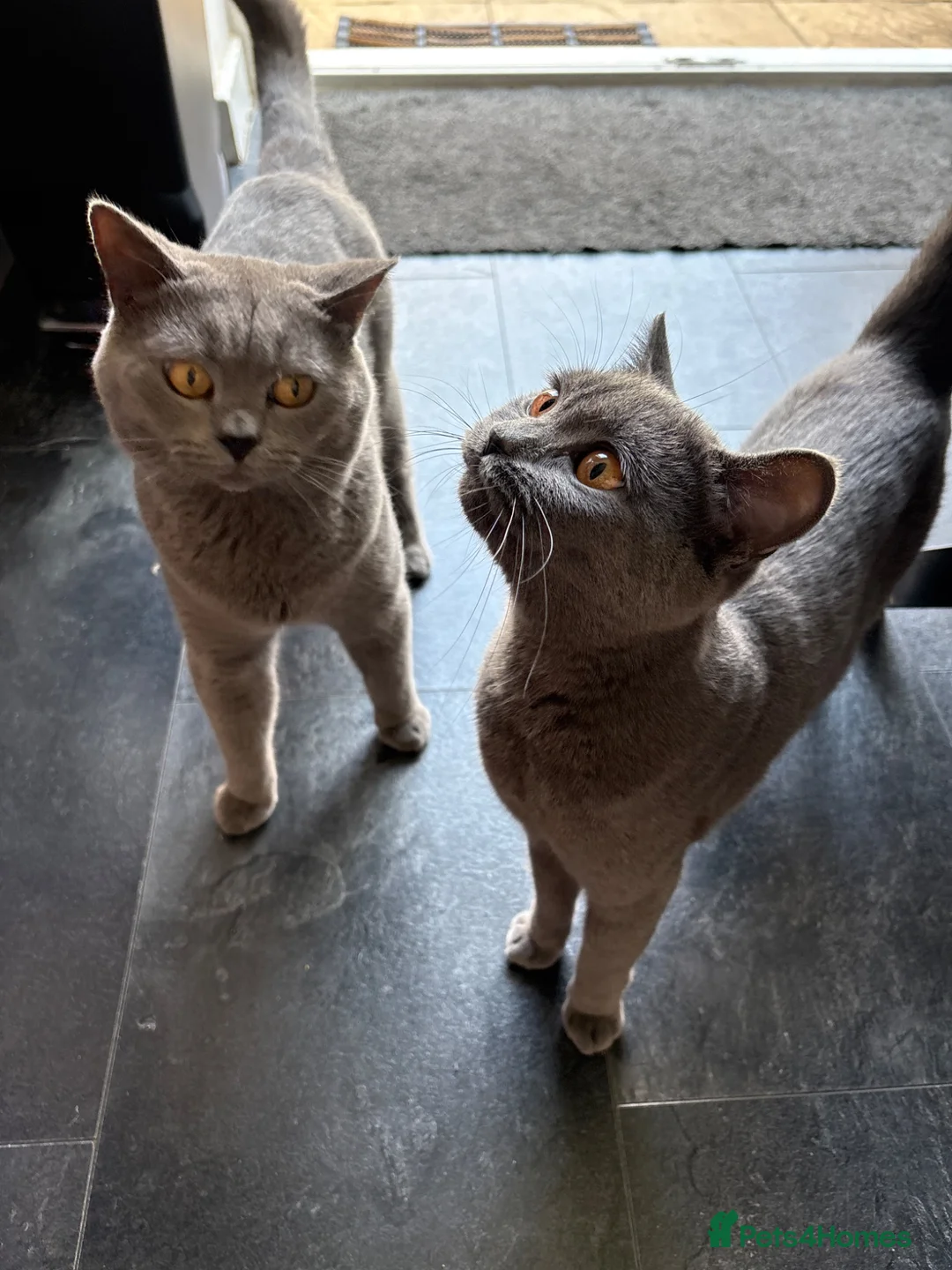 British Shorthair cats for sale: LAST BABY GIRL AVAILABLE BRITISH SHORTHAIR 🩷 - Advert 1