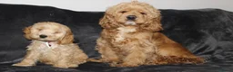 Cockapoo dogs for sale: American cockapoo from health tested parents - Advert 11