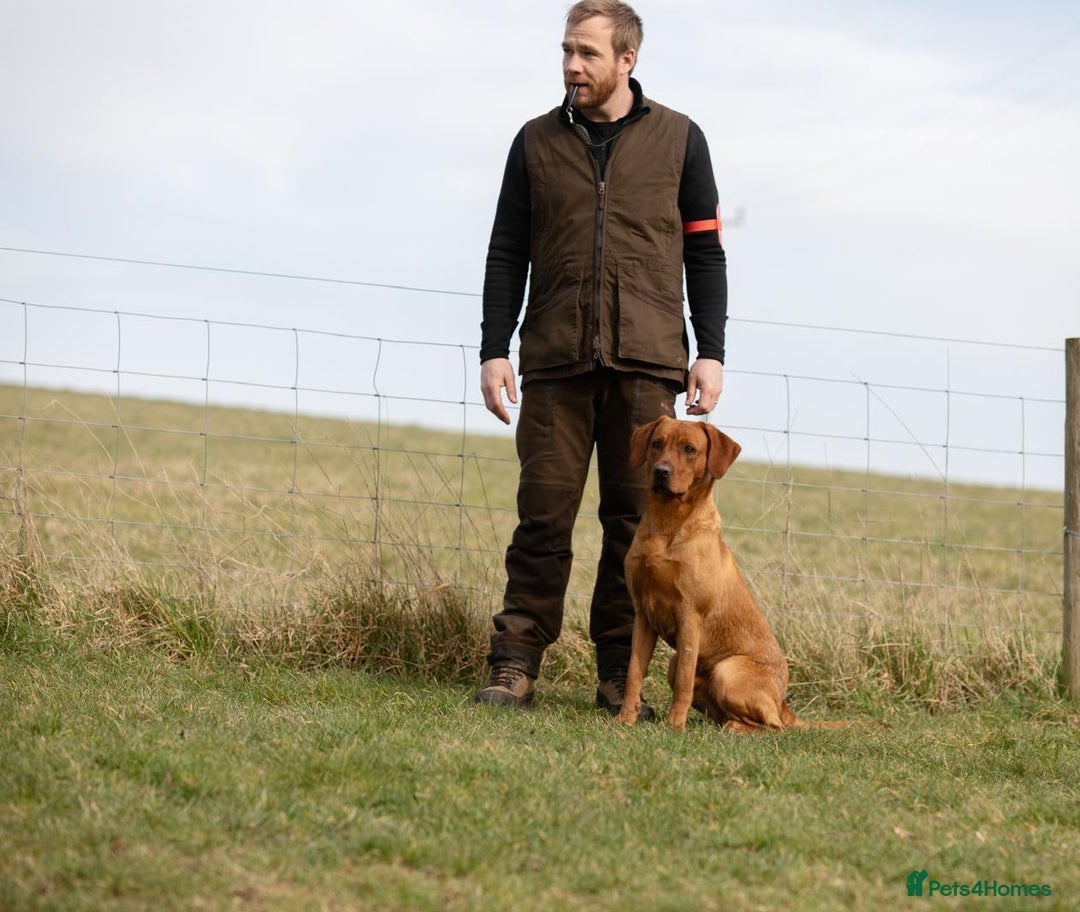 Labrador Retriever dogs for stud: At Stud Autumnsoak Delphinium Bryn Hips 0/0 - Advert 4