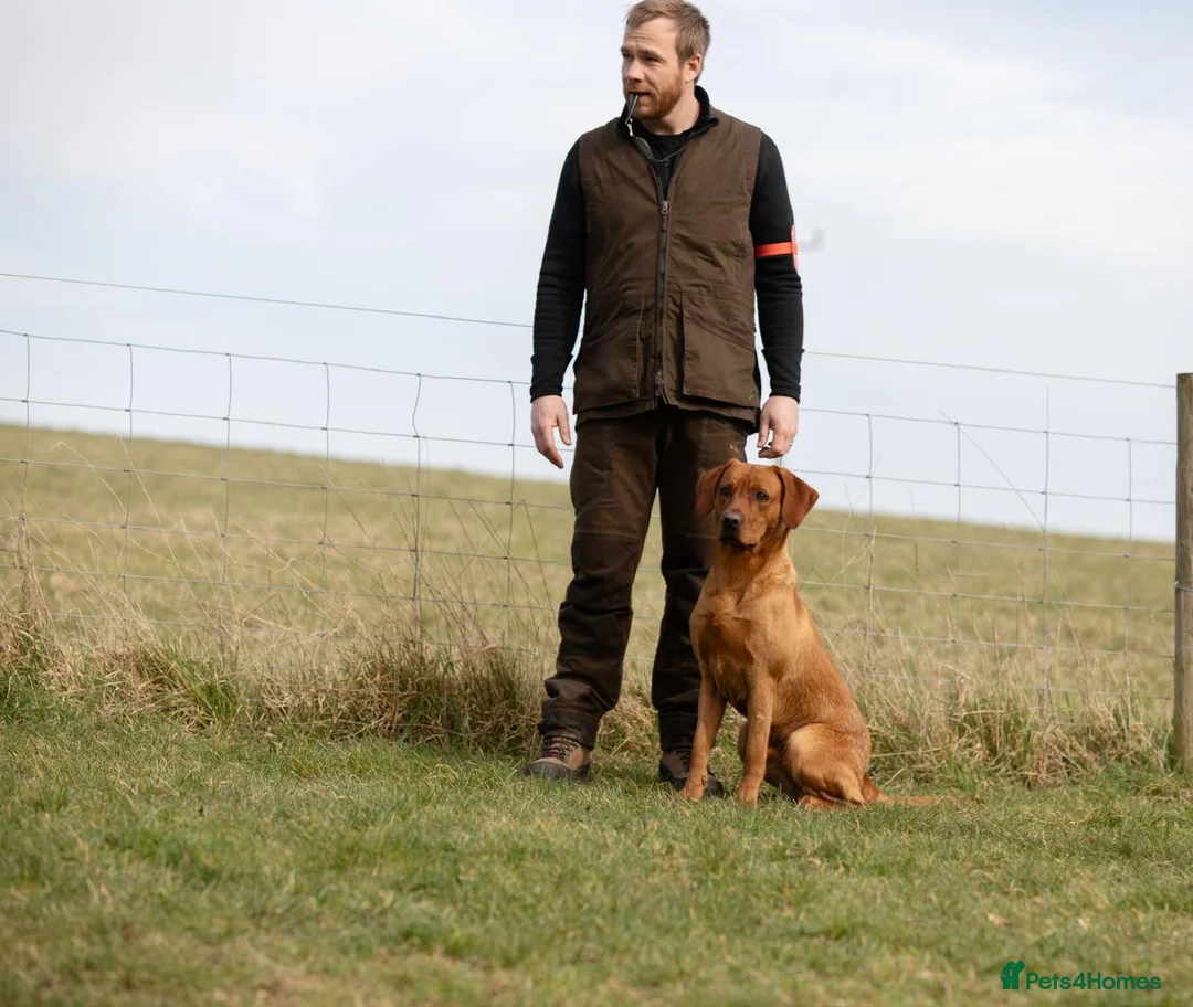 Labrador Retriever dogs for stud: At Stud Autumnsoak Delphinium Bryn Hips 0/0 - Advert 4