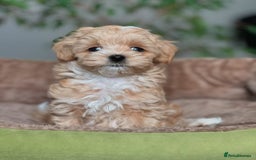 Maltipoo dogs for sale: playful Maltipoo puppies for sale  - Image 5
