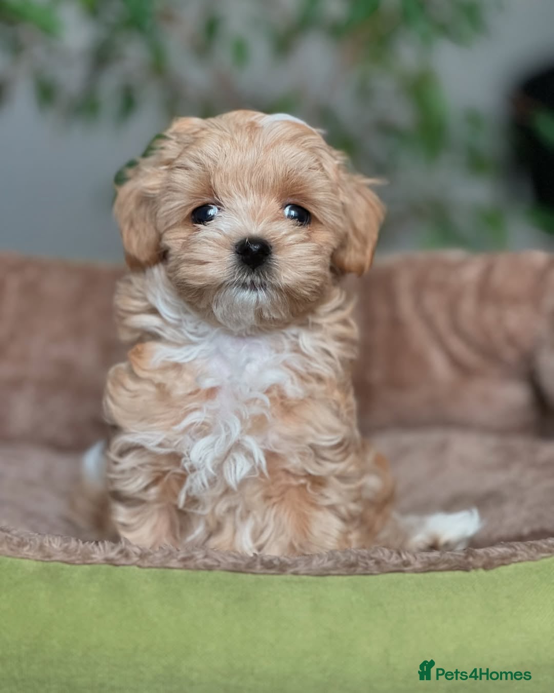 Maltipoo dogs for sale: playful Maltipoo puppies for sale  - Image 5