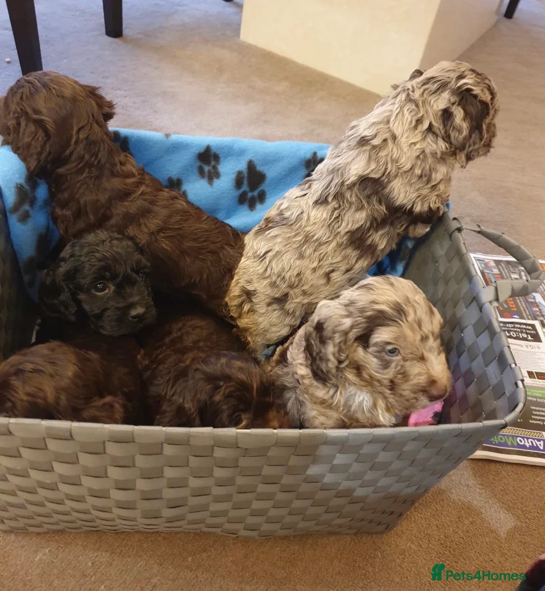 Cocker Spaniel dogs for stud: Superb Chocolate Carrier Merle Poodle Stud in Newcastle - Advert 7