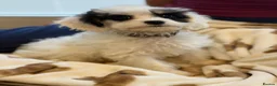 Cavapoo dogs for sale: F1 cavapoos ready to leave now  - Advert 7