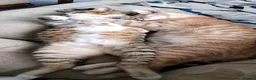 Bengal cats for sale: Brothers looking for loving humans - Advert 2